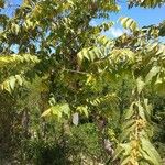 Guazuma ulmifolia 整株植物