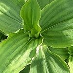 Tinantia erecta Blatt