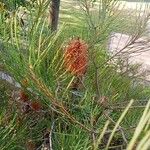 Banksia spinulosa Virág