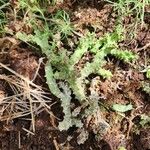 Edithcolea grandis Leaf