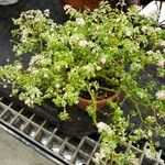 Pilea microphylla Агульны выгляд