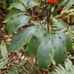 Arisaema serratum Leaf