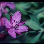 Chamerion latifolium Fleur
