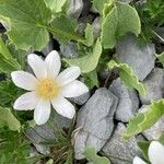 Anemone baldensis Flower