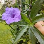 Ruellia simplex Çiçek