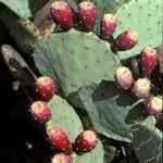 Opuntia engelmannii Frutto