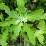 Chenopodium ficifolium Leaf