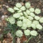 Seseli gummiferum 花