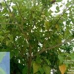Hernandia nymphaeifolia Φύλλο