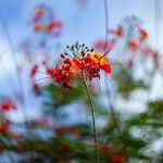 Caesalpinia pulcherrima Kvet