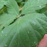 Rubus sprengelii その他の提案