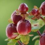 Hypericum androsaemum Celota