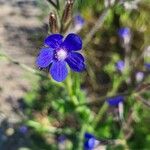 Anchusa officinalis花