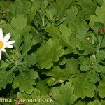 Argyranthemum coronopifolium आदत