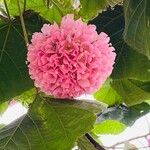 Dombeya wallichiiFlower