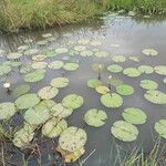 Nymphaea lotus 花