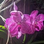 Vanda coerulescens花