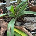 Angraecum eburneum Leaf