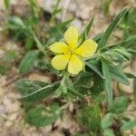 Helianthemum salicifolium Virág