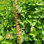 Orobanche hederae Habitat