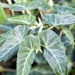 Begonia angularis Leaf