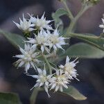 Gymnanthemum amygdalinum Blüte