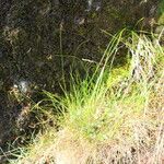 Carex pulicaris 形态