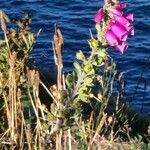 Digitalis thapsi Pokrój
