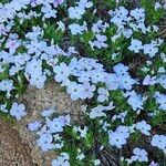 Phlox diffusa 花