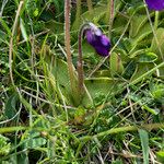 Pinguicula grandiflora Ekosanga