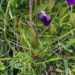 Pinguicula grandiflora Casca