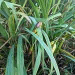 Iris pseudacorus পাতা