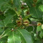 Combretum micranthum Frucht