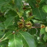 Combretum micranthum Fruit