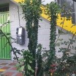 Euphorbia neriifolia Hábito