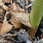 Arum maculatum Schors