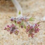 Pseudorlaya pumila Flower