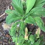 Echium callithyrsum Leaf