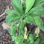 Echium callithyrsum Lapas