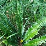 Polystichum lonchitis 葉