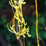 Cuscuta americana Vivejo