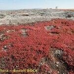 Crassula vaillantii Hábito