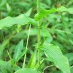 Arthraxon hispidus Corteza