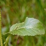 Rhamphospermum arvense Leaf