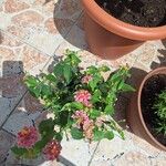 Lantana camaraFlor