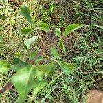 Commiphora baluensis Leaf