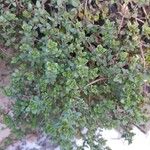 Thymus vulgaris Leaf