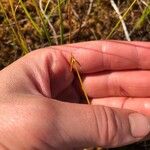 Carex pauciflora फूल