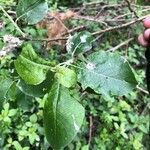 Salix caprea 叶