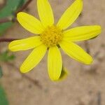 Senecio leucanthemifolius Flower
